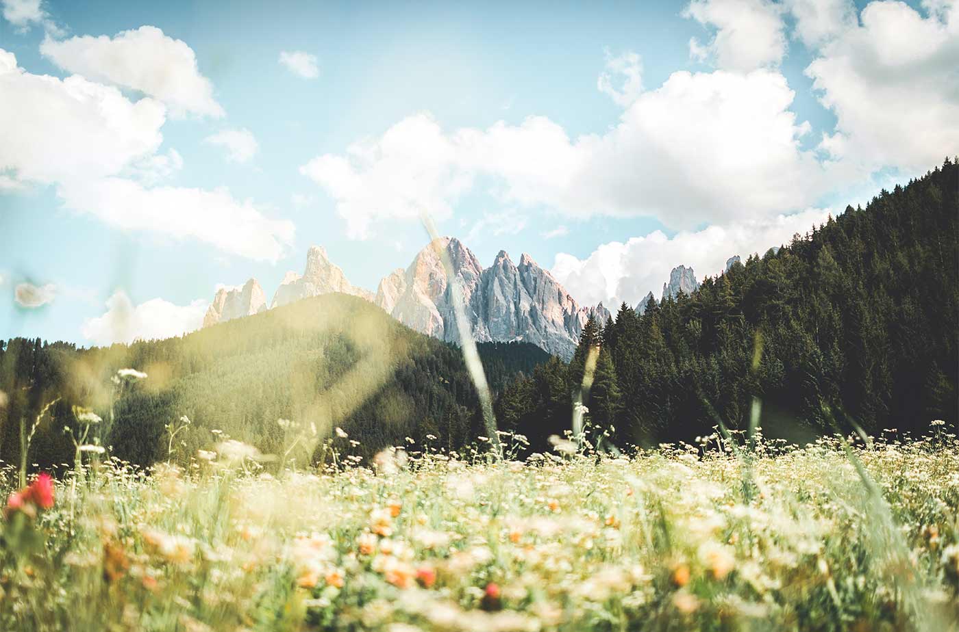 Mountain Life & Nature Sounds